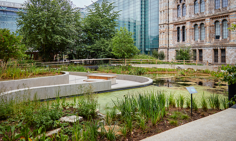 A photograph of the Museum's pond in the gardens