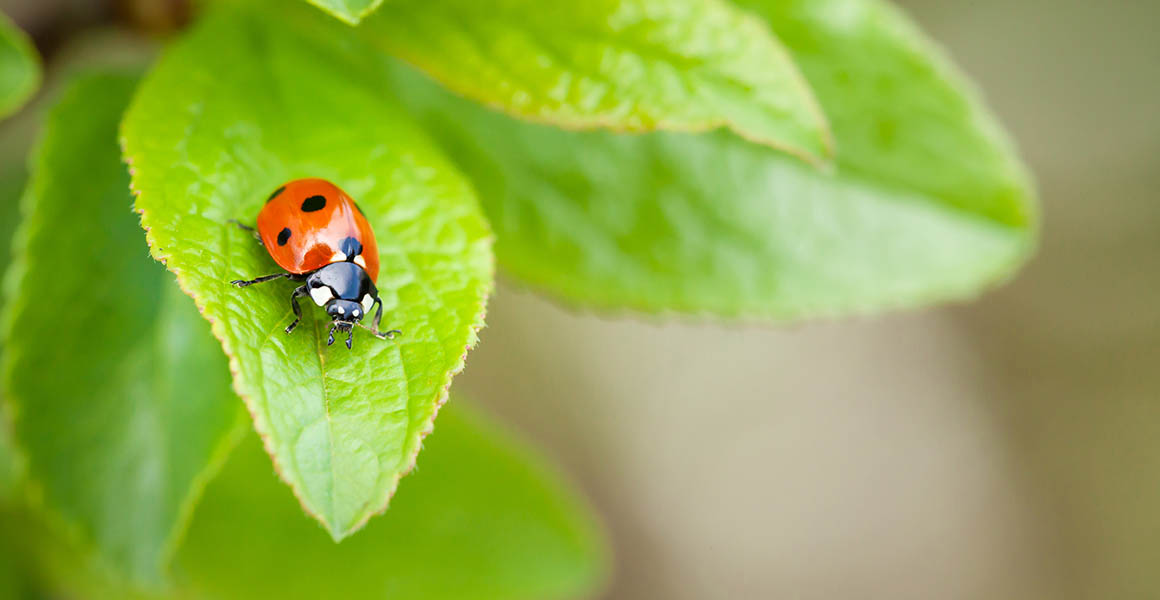 A ladybird sits on a green leaf.