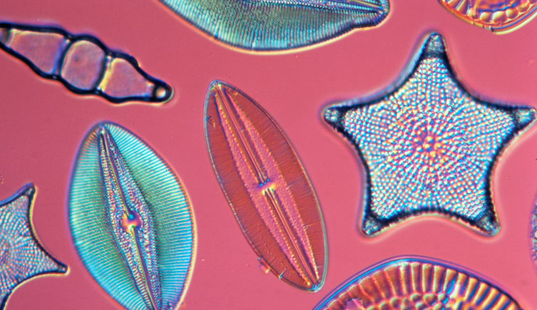 Diatoms