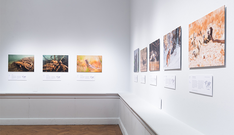 A well lit room with white walls showing pictures from the Wildlife Photographer of the Year exhibition