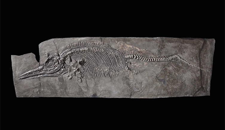A photo of a fossilised Ichthyosaur