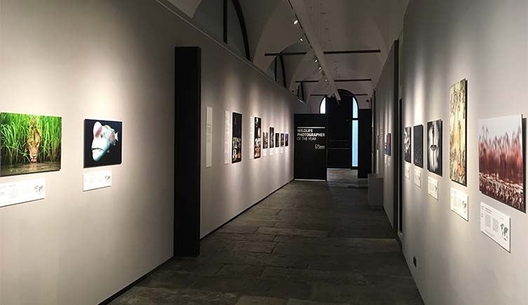 A long corridor with pictures from the Wildlife Photographer of the Year exhibition on both walls