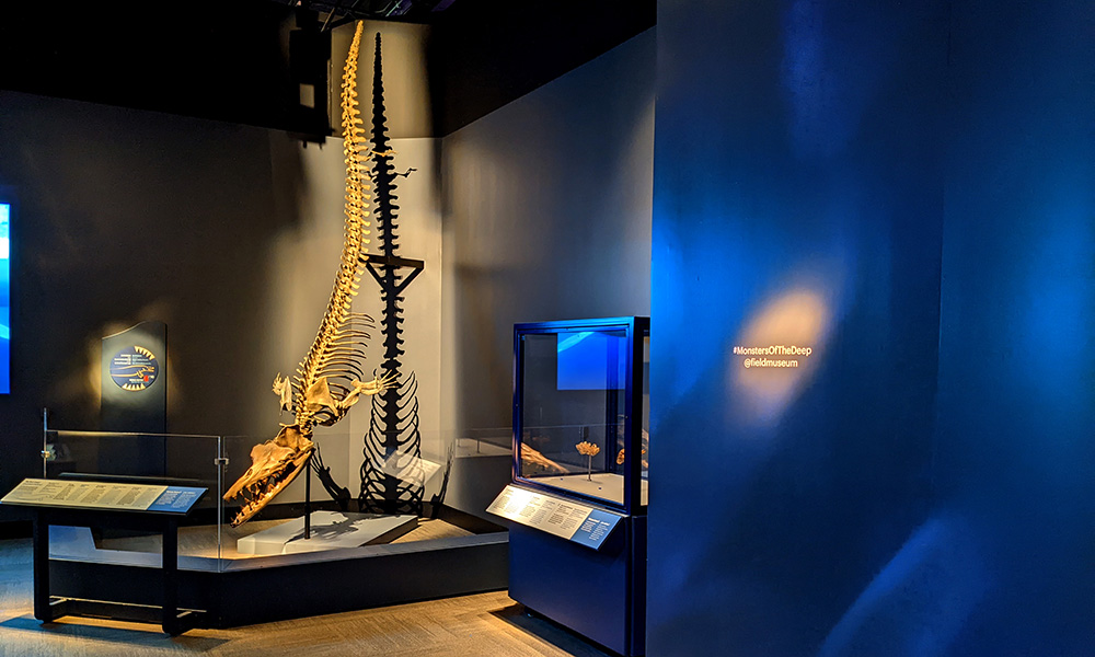 A model prehistoric animal from the Jurassic Oceans exhibition