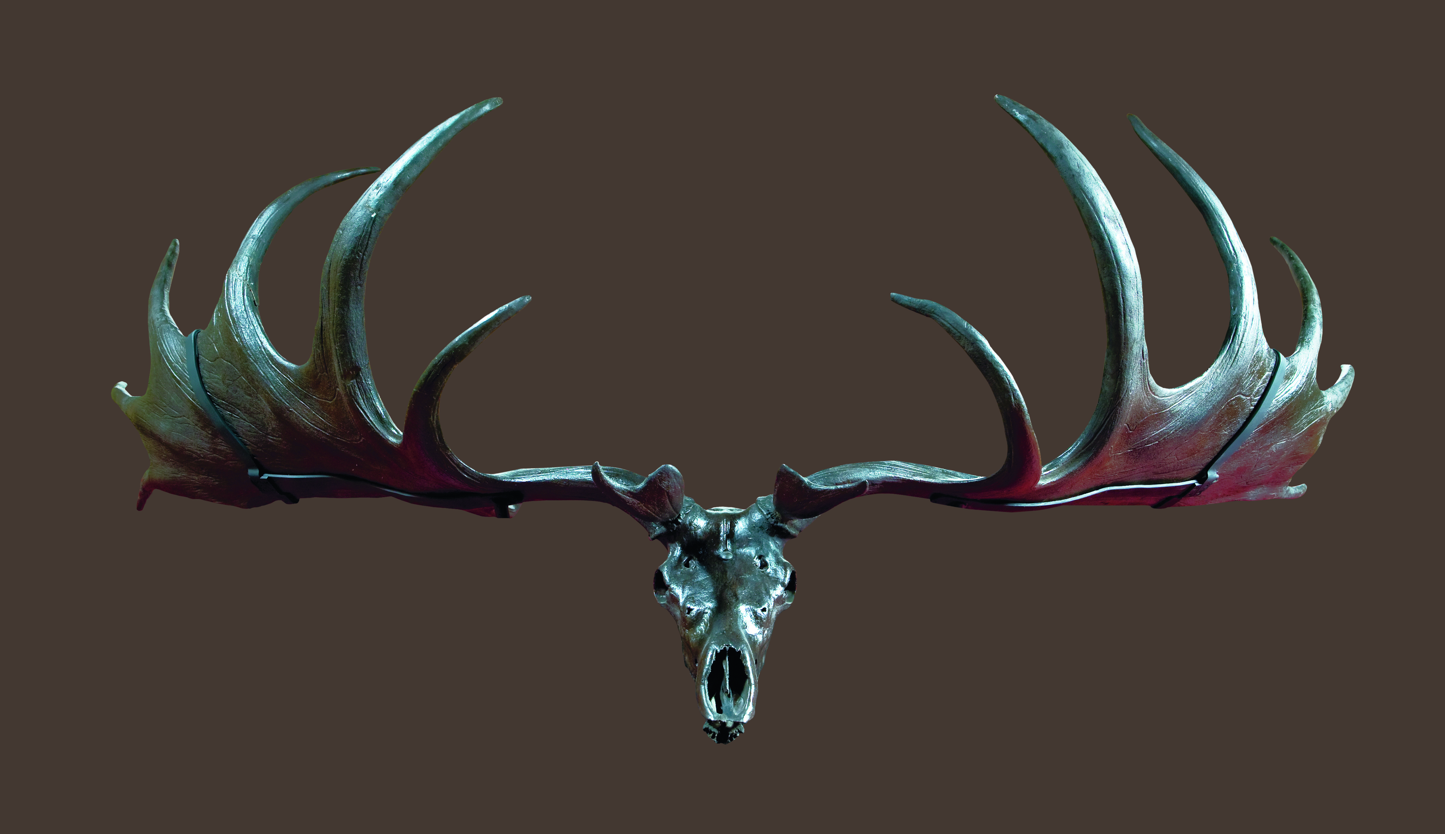 Megaloceros specimen
