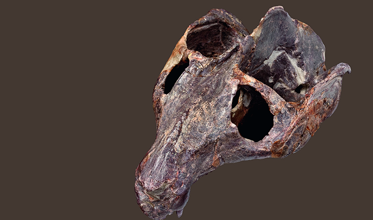 Massetognathus fossil