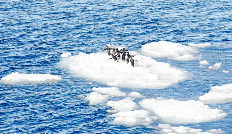 A group of small penguins stand on a melting chunk of ice surrounded by smaller pieces.