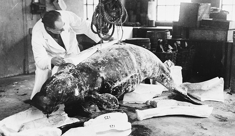 Museum conservator making a plaster cast of a dugong.
