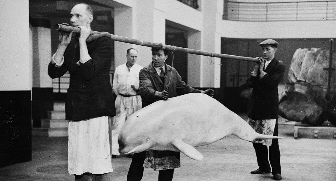 Museum staff carry a model beluga on a pole, around 1934