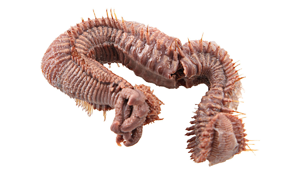A pink worm with spikes over a white background