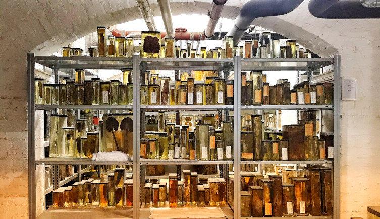 Jars of specimens on shelving in the Berlin Museum of Medical History
