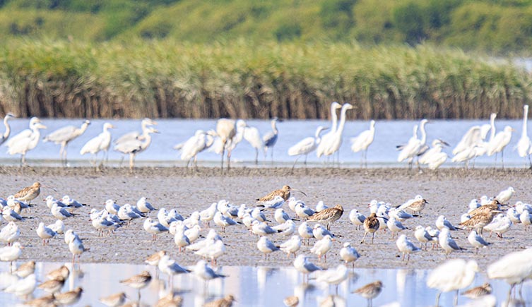 A mudflat covered in different species of wading birds, all of them standing about in the shallow water. 