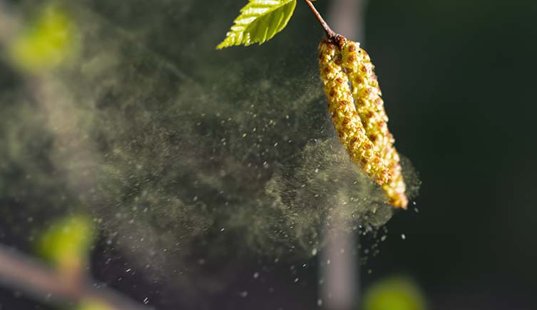 A cloud of pollen drifts away from a hanging birch flower.