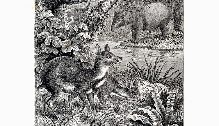 Black and white illustration of rainforest animals in Borneo, including a tapir and deer