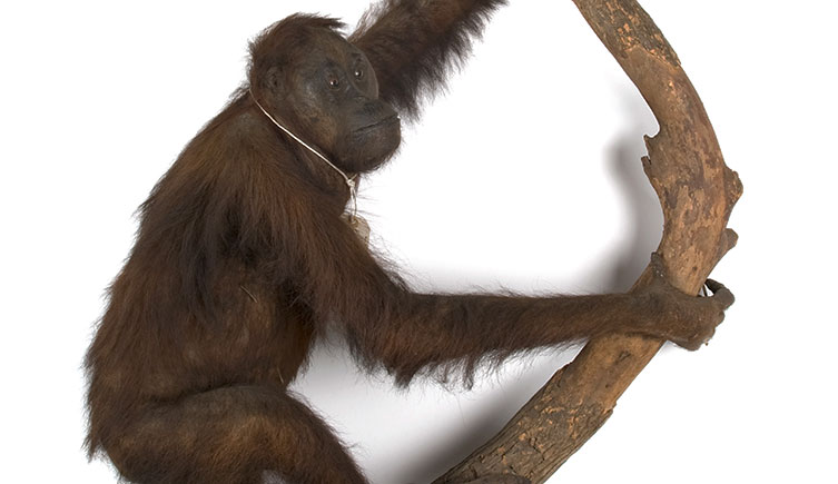 A taxidermy orangutan, posed as holding onto a thick branch.