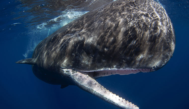 A close up of a sperm whale’s face. Its long, thin mouth is open. 