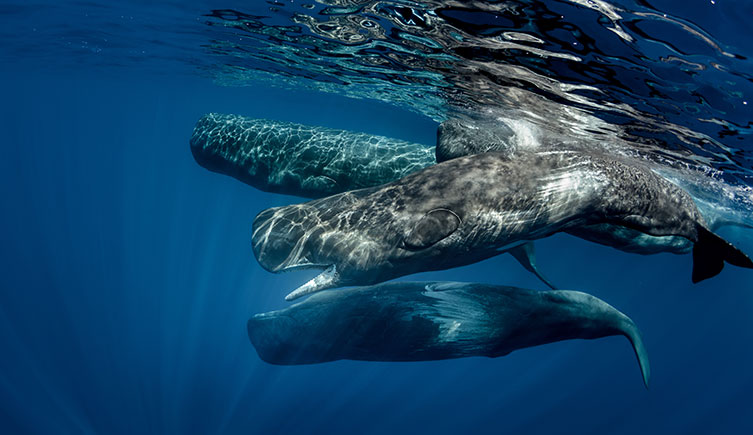 A pod of sperm whales swimming near the ocean's surface
