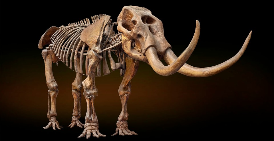 トムソン　mastodon Missouri Leviathan: The making of an American mastodon