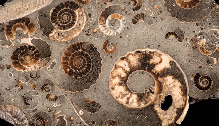 A variety of different sized ammonite fossils embedded in rock.