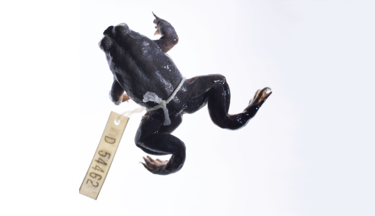 The gastric brooding frog Rheobatrachus silus with a label tied around it.