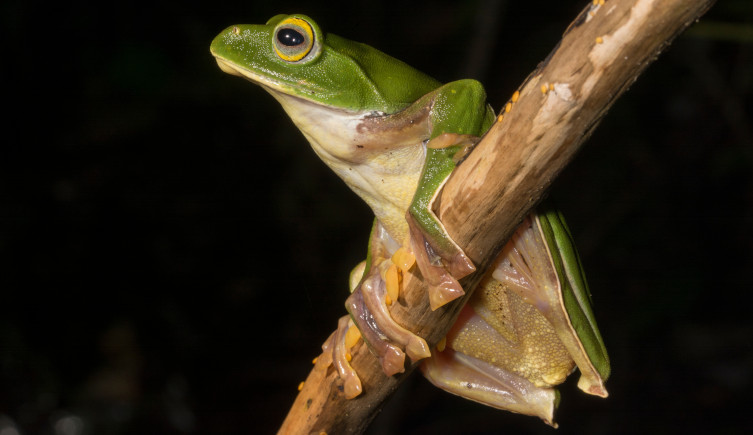 The green Anaimalai flying frog hangs on to a tree branch.
