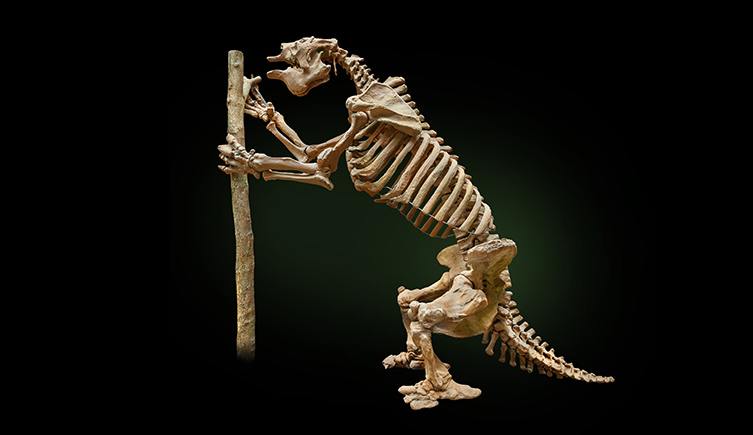 The skeleton of a giant ground sloth
