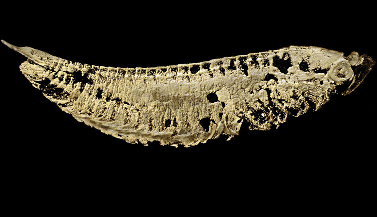 A CT scan of a Kylinxia fossil.