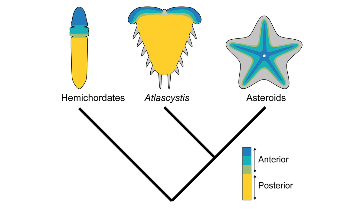 A simple evolutionary tree showing Hemichordates on the left hand branch, echinoderms on the right branch, and Atlascystis branching from near the bottom of the echinoderm line. 