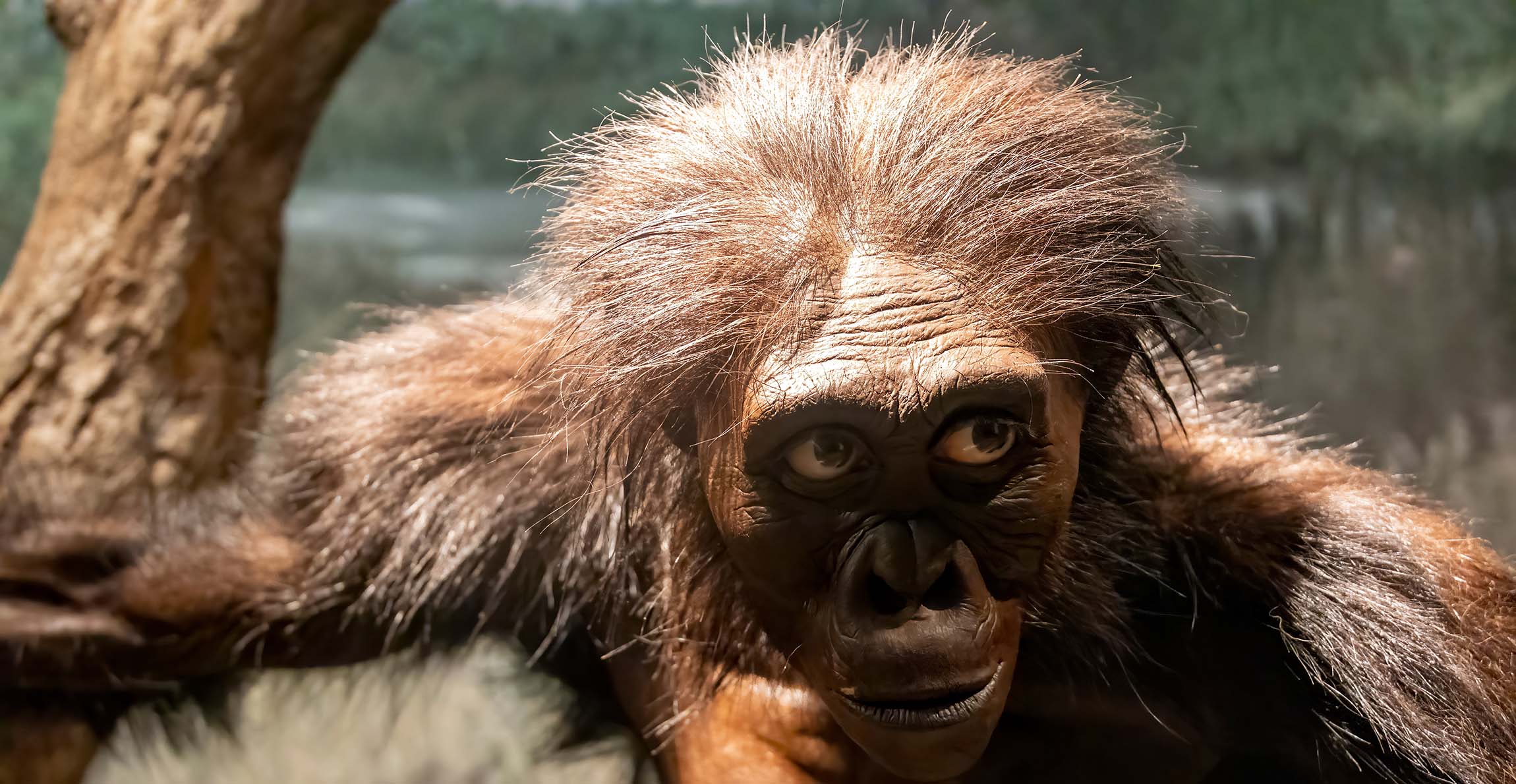 A model reconstructing Australopithecus afarensis, depicting an ancient human species covered in thick brown hair with a ridged brow over the eyes.