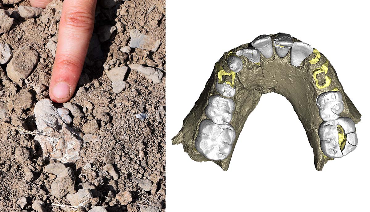 Left - a finger pointing at the mandible of Australopithecus deyiremeda buried in the ground, and right - a digital rendering of the jawbone.