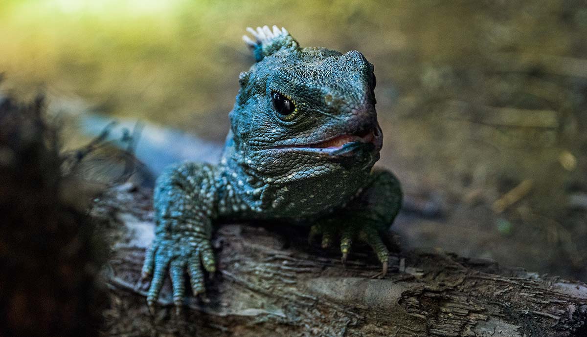A photo of a tuatara, a lizard-like animal, sitting on a log with its head and front legs towards the camera.