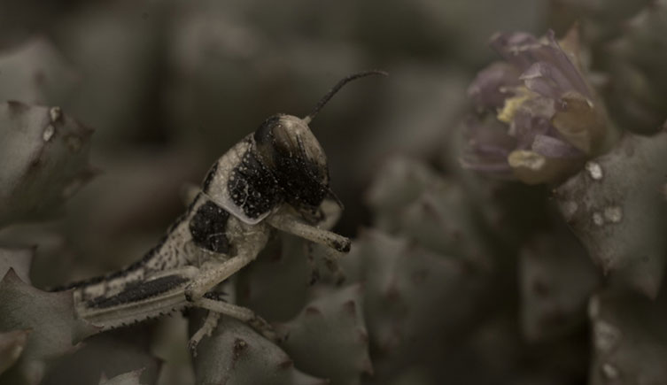 How a human sees a cricket and flowers in dim light