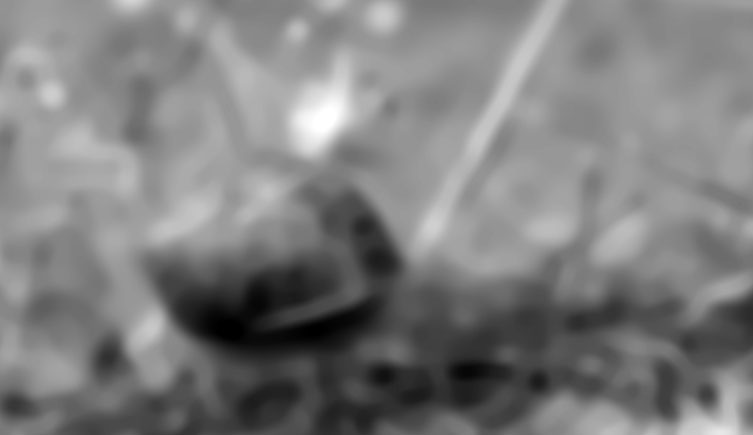 A scientific representation of how another snail would see the same scene – monochromatic and blurry