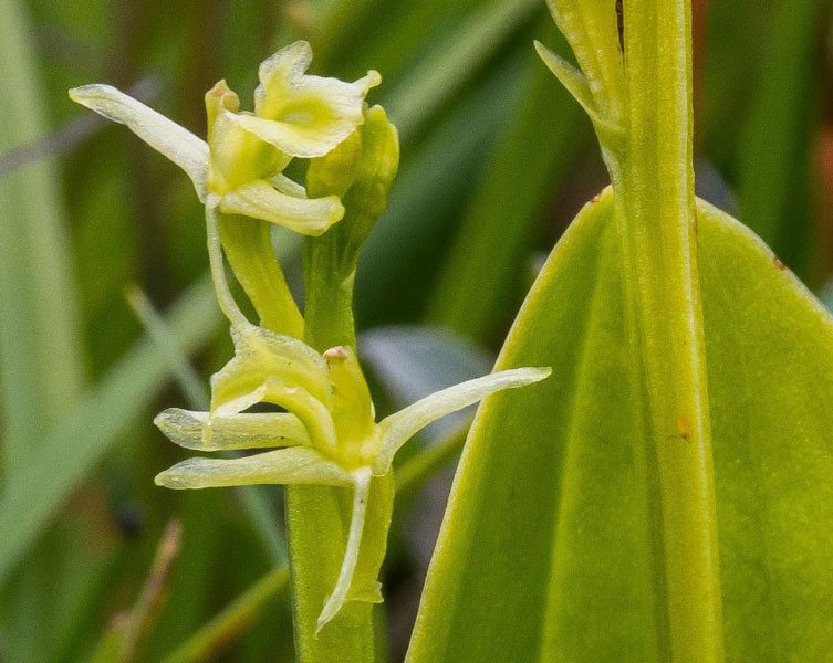 The pale yellow petals of the fen orchid twist and curve