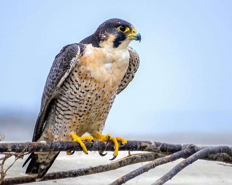 A falcon perched on a stick