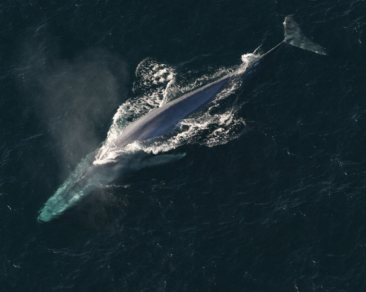 A blue whale breaches the water