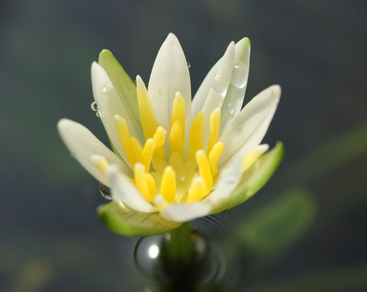 A close up of a pygmy Rwandan water lily
