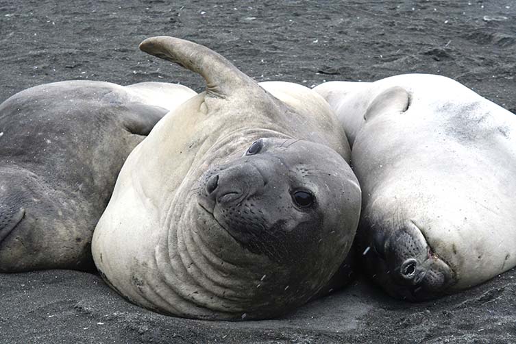 Three elephant seals lying on sand