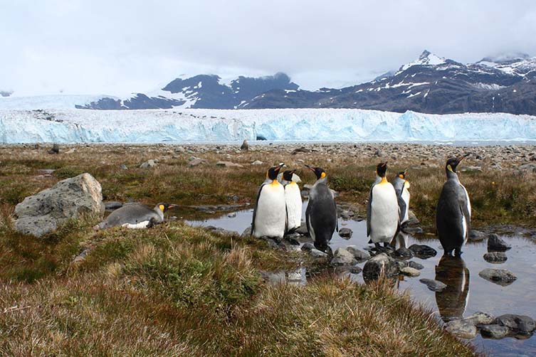 A group of penguins next to a glacier