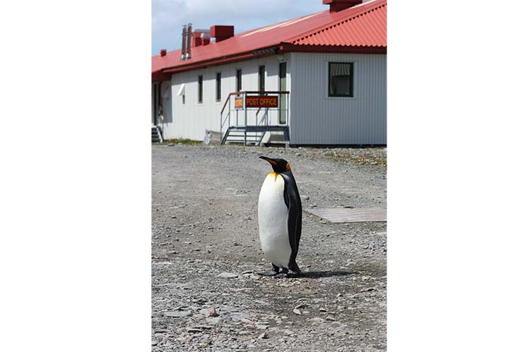 A curious penguin pays a visit to South Georgia Island's Post Office