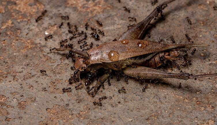 Big-headed ants swarm over a brown cricket. 