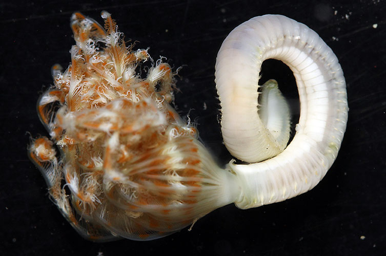 A white, curled up, worm-like animal. It has an orange and white flower-like structure protruding from one end of its body. 