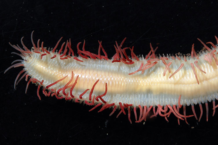 An off-white, worm-like animal. It has numerous red appendages sticking out from the edges of its body. 