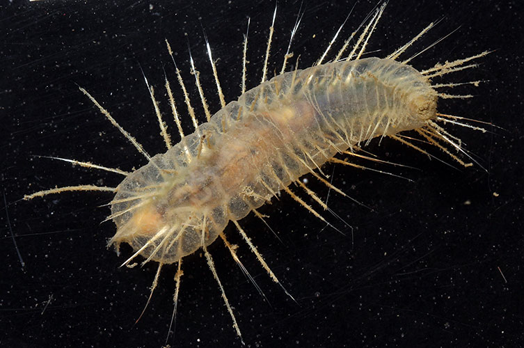 An oblong, worm-like animal. Its body is yellow-orange and it has long, thin structures sticking out from all around its body. 