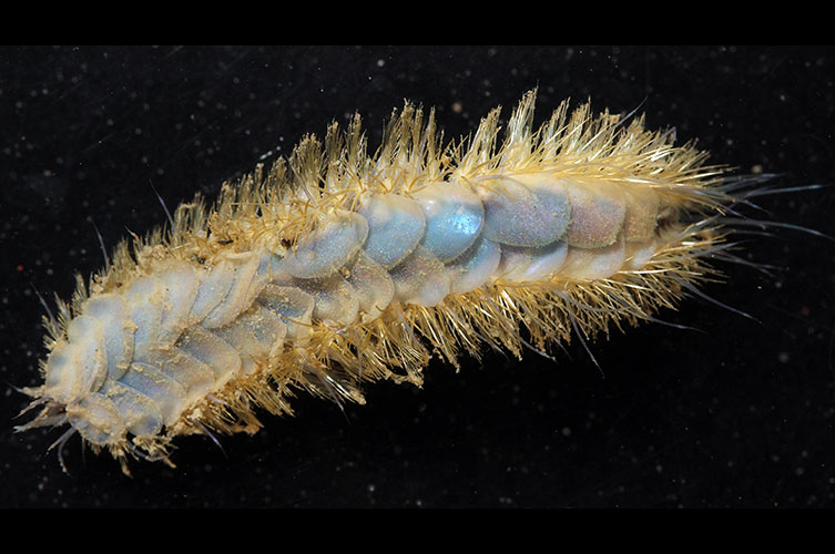 A short worm-like creature with yellow bristle-like structures attached all around its body. It has overlapping blue-grey, plate-like structures covering its body.