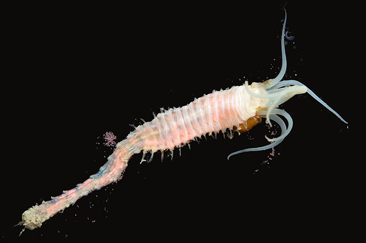 An off-white worm-like animal. Its body is thick at the front and thin at the tail end. It has several long appendages sprouting from its front end. 