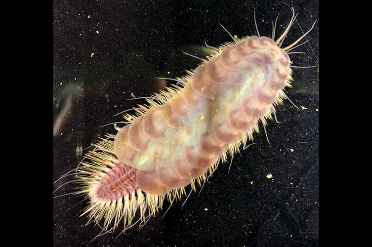 A short worm-like creature with bristle-like structures attached all around its body. It has overlapping plate-like structures covering two thirds of its body, leaving its rusty-pink tail end uncovered.