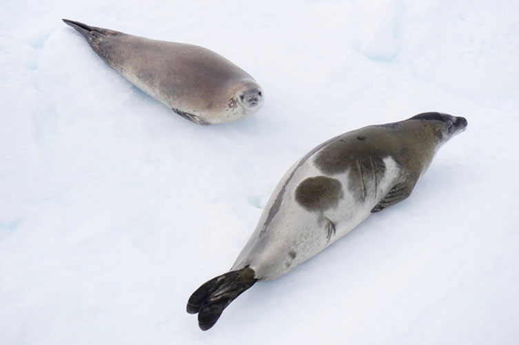 Two grey-brown seals resting on ice. 