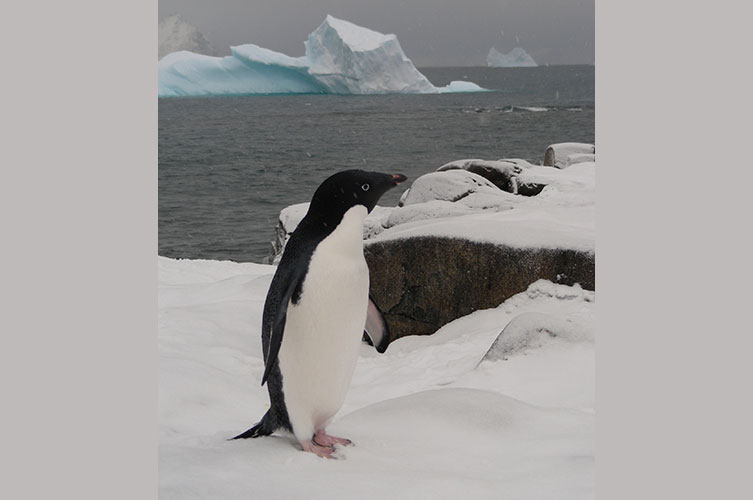 A small penguin with a black back, head and tail and white tummy standing on snowy rocks, next to an ocean. 
