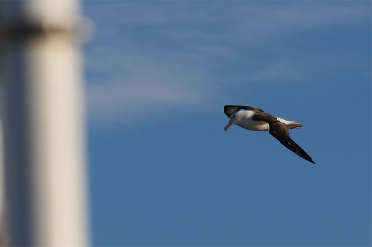 A large white bird with long, brown wings soars across the blue sky. 