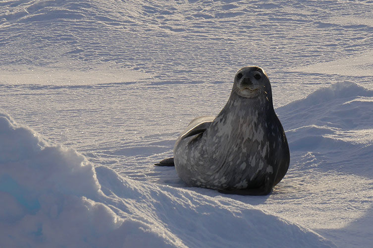 A dark grey seal with irregular, light grey patches resting on ice. 